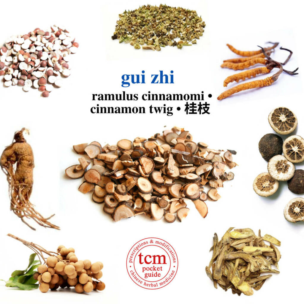 tcm pocketguide gui zhi herb