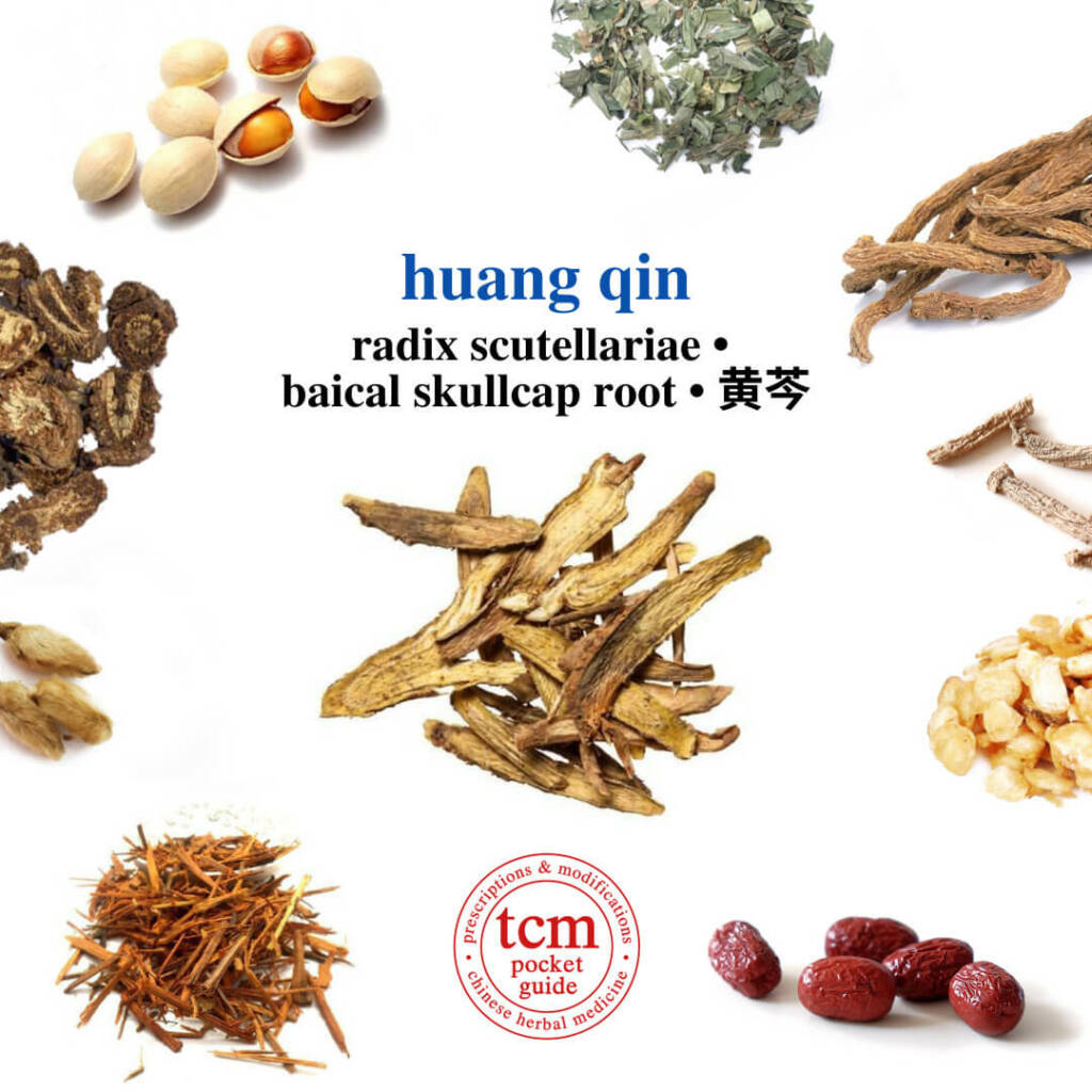 tcm pocketguide huang qin herb