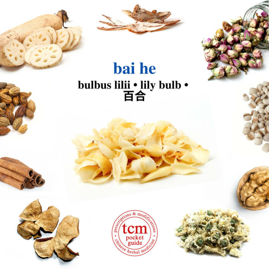 bai he herb tcm pocketguide