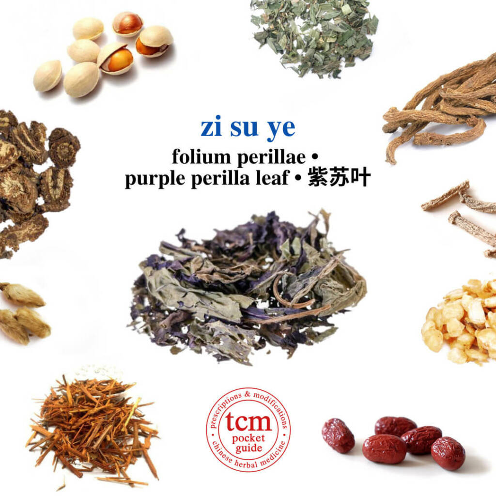 zi su ye herb tcm pocketguide