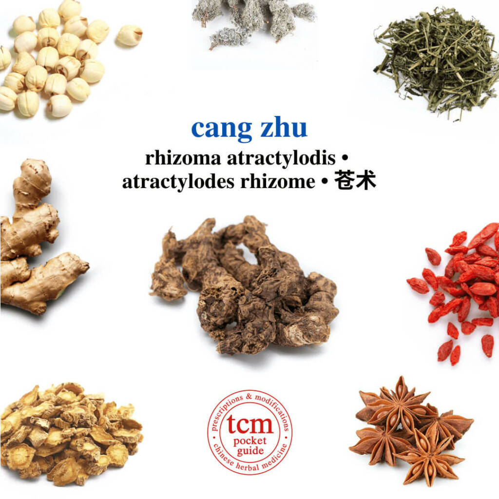 cang zhu herb tcm pocketguide