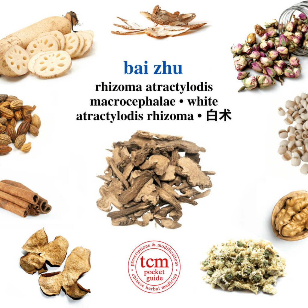 bai zhu herb tcm pocketguide