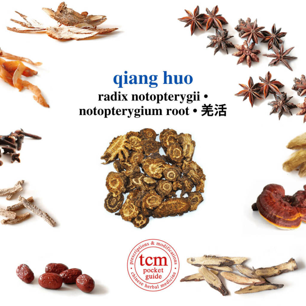 qiang huo herb tcm pocketguide