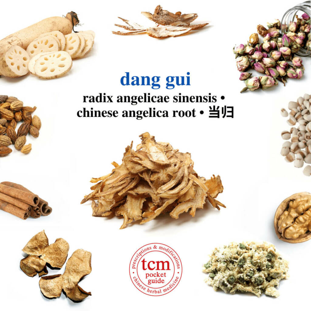 dang gui herb tcm pocketguide