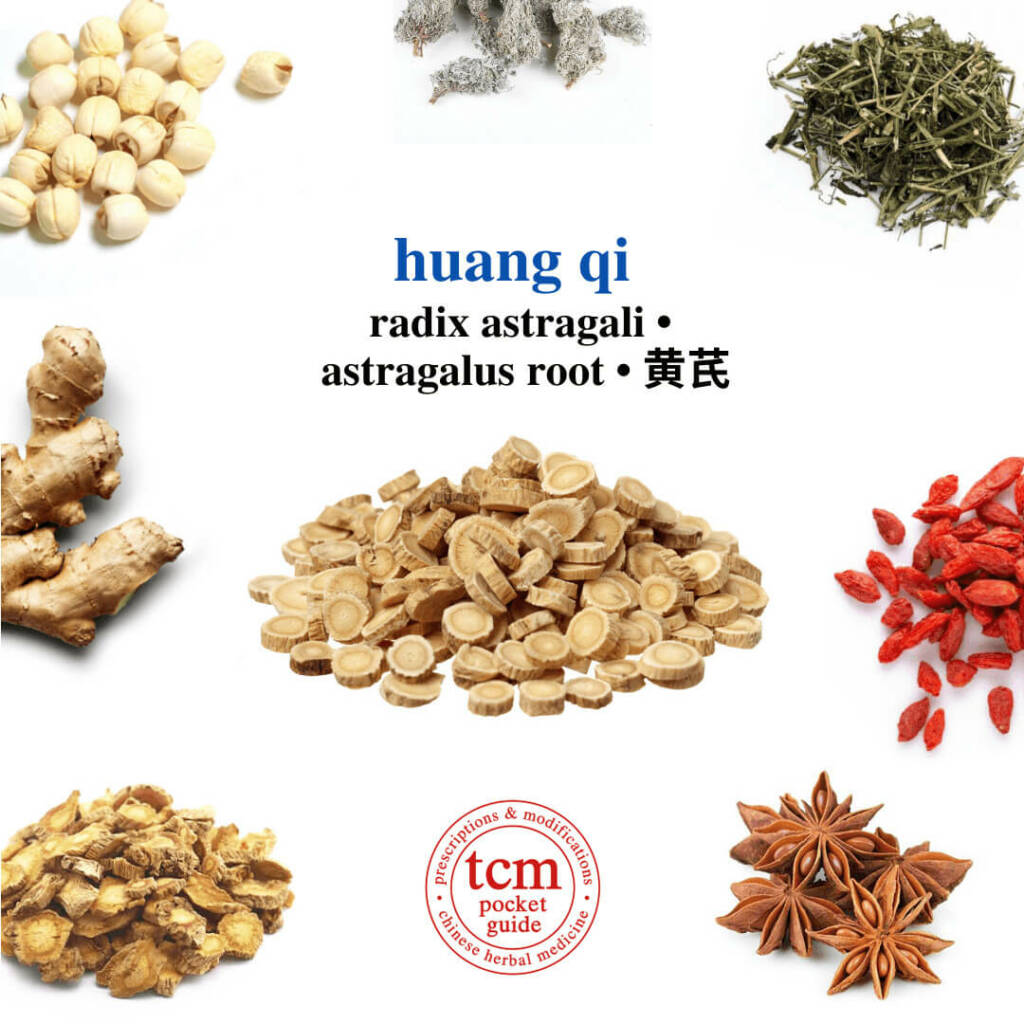 huang qi herb tcm pocketguide