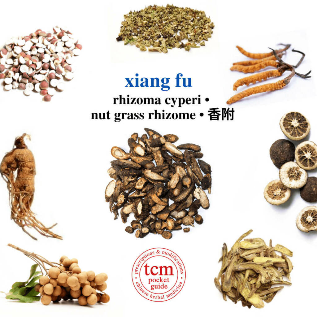 xiang fu herb tcm pocketguide