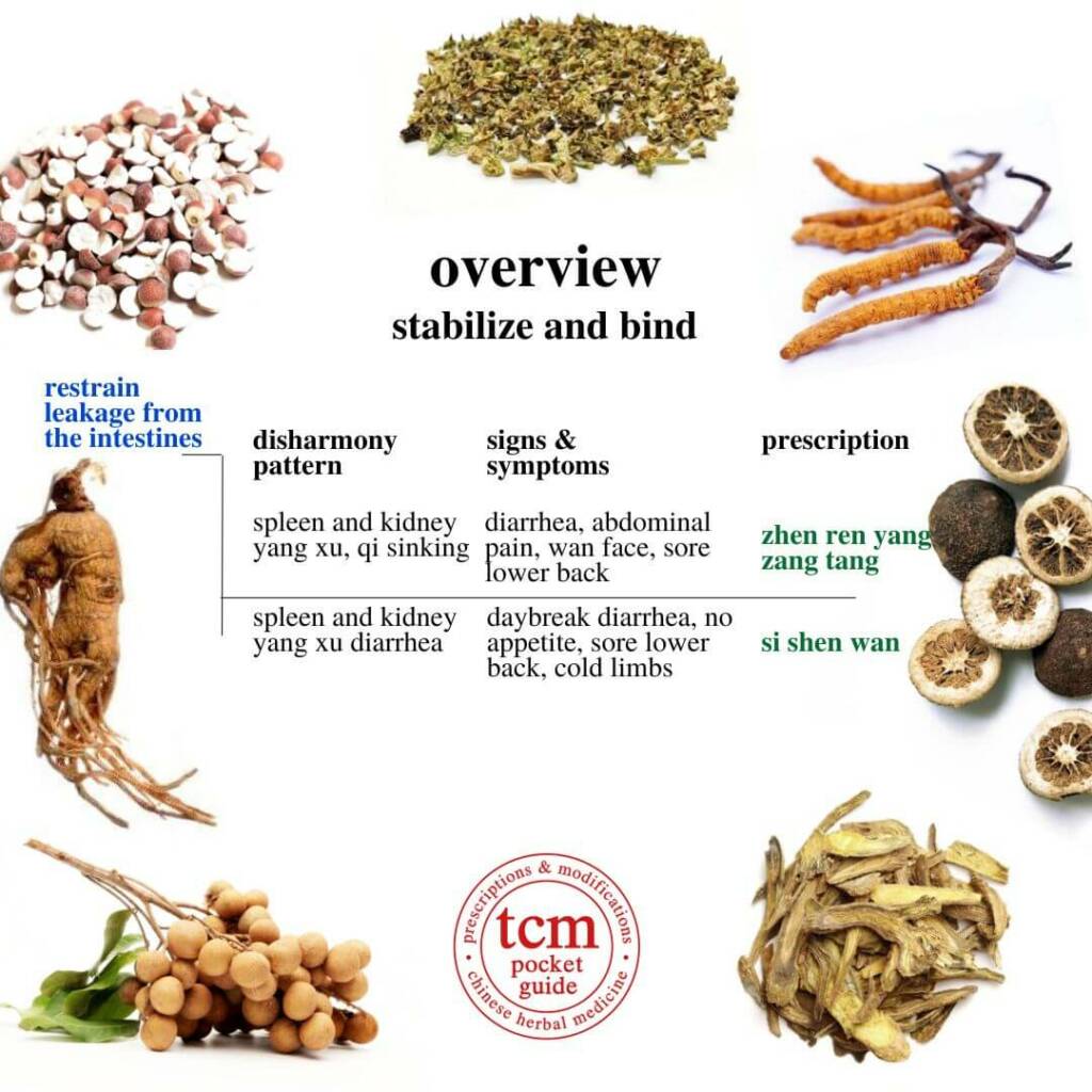 overview stabilize and bind, restrain leakage from the intestines