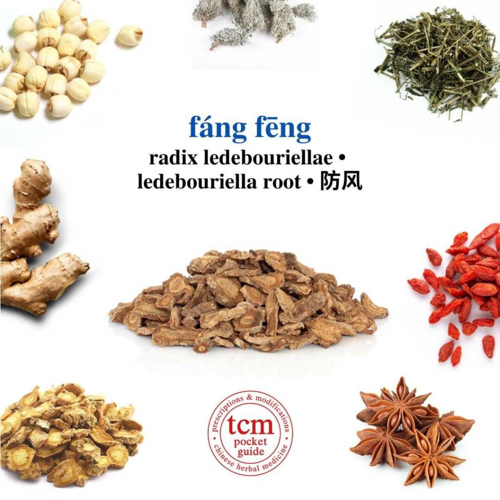 fang feng herb