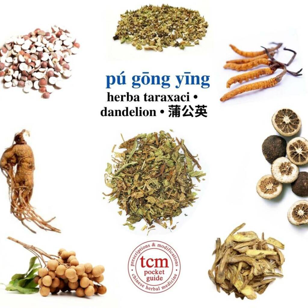 pu gong ying herb