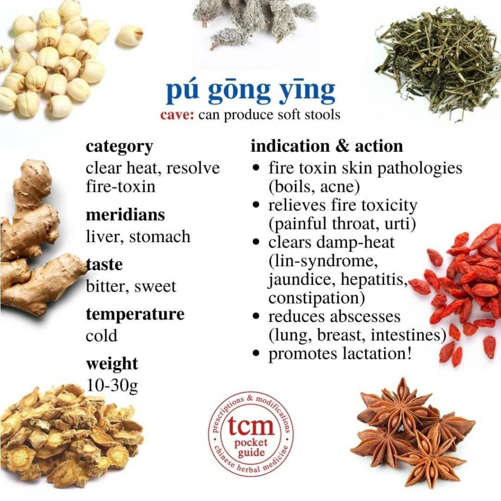 pu gong ying indication action