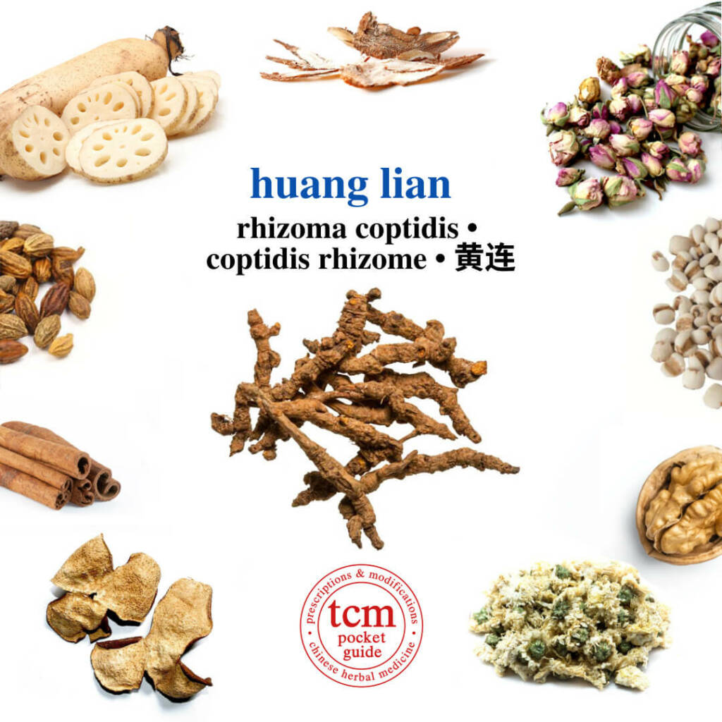 tcm pocketguide huang lian herb