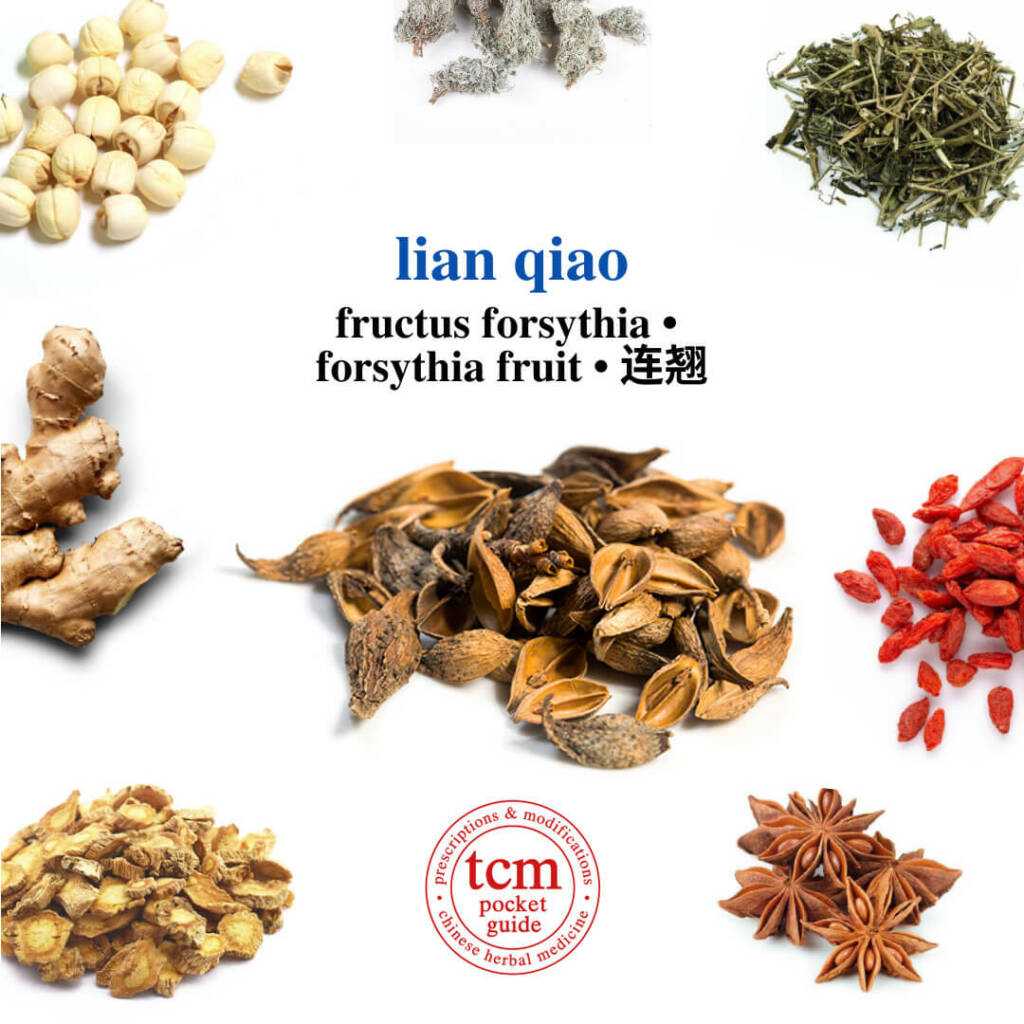 tcm pocketguide lian qiao