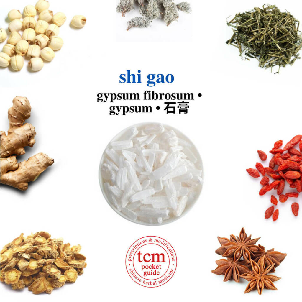 tcm pocketguide shi gao herb