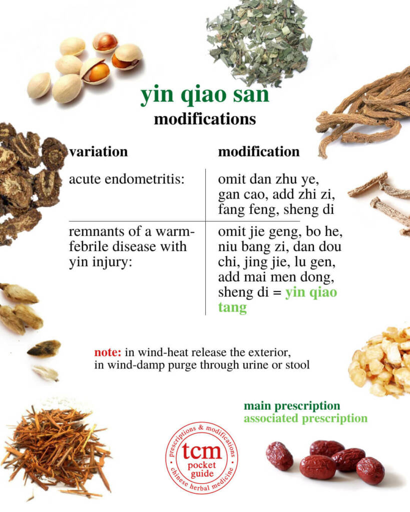 yin qiao san modifications 3