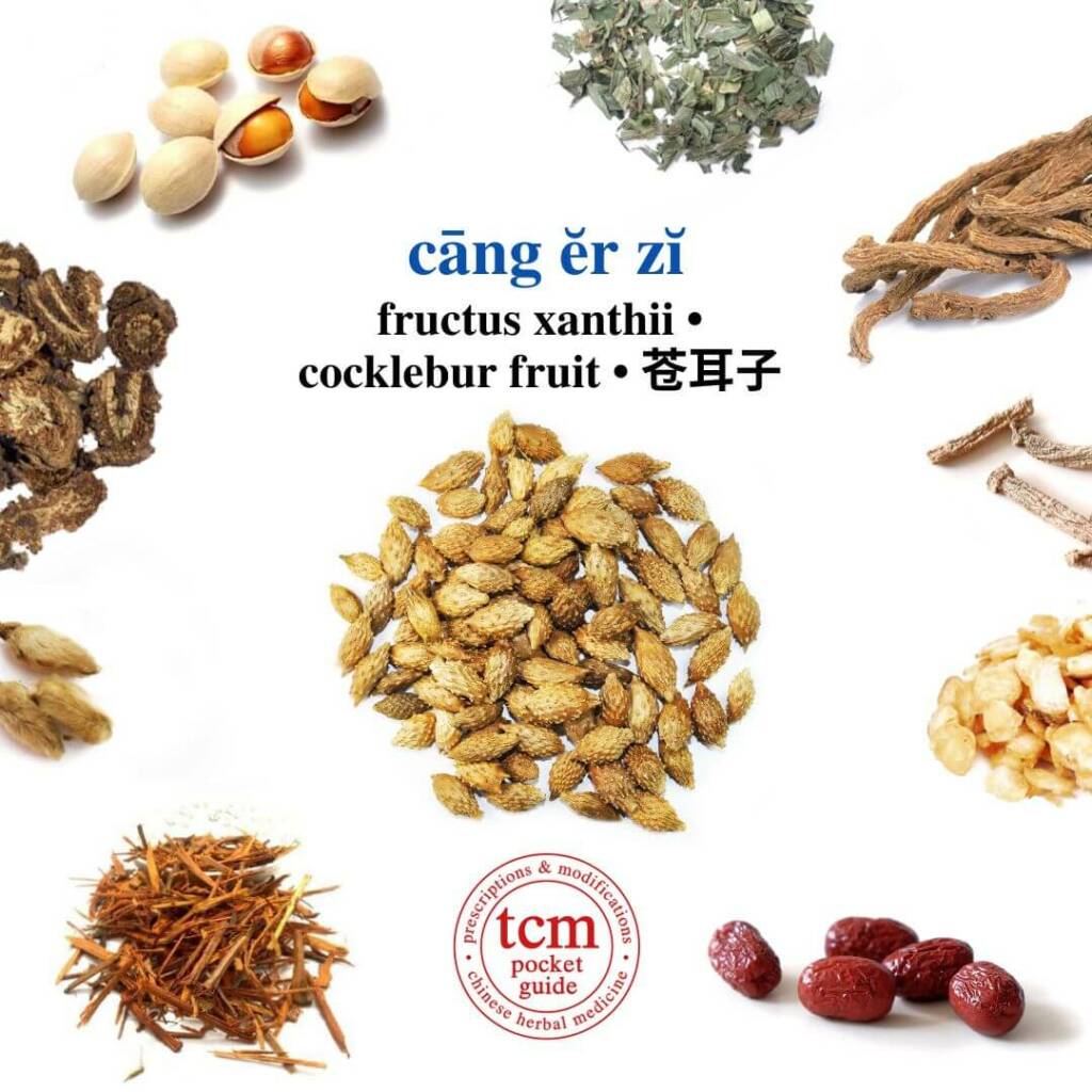 cang er zi herb