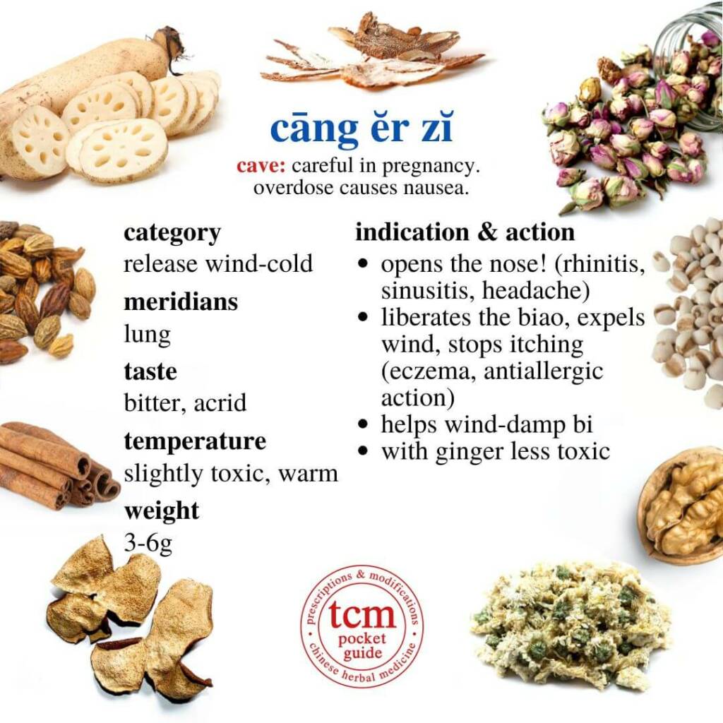 cang er zi indication action