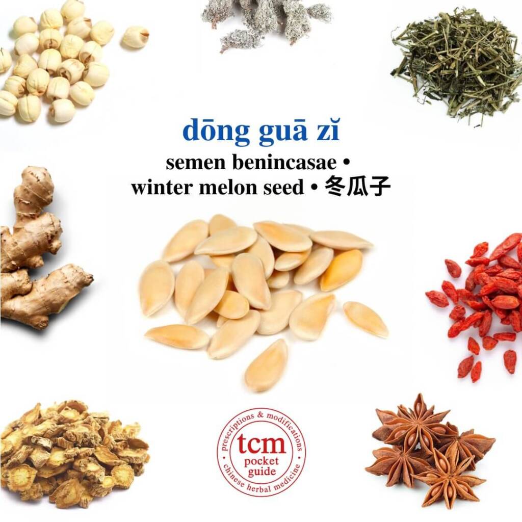 dong gua zi