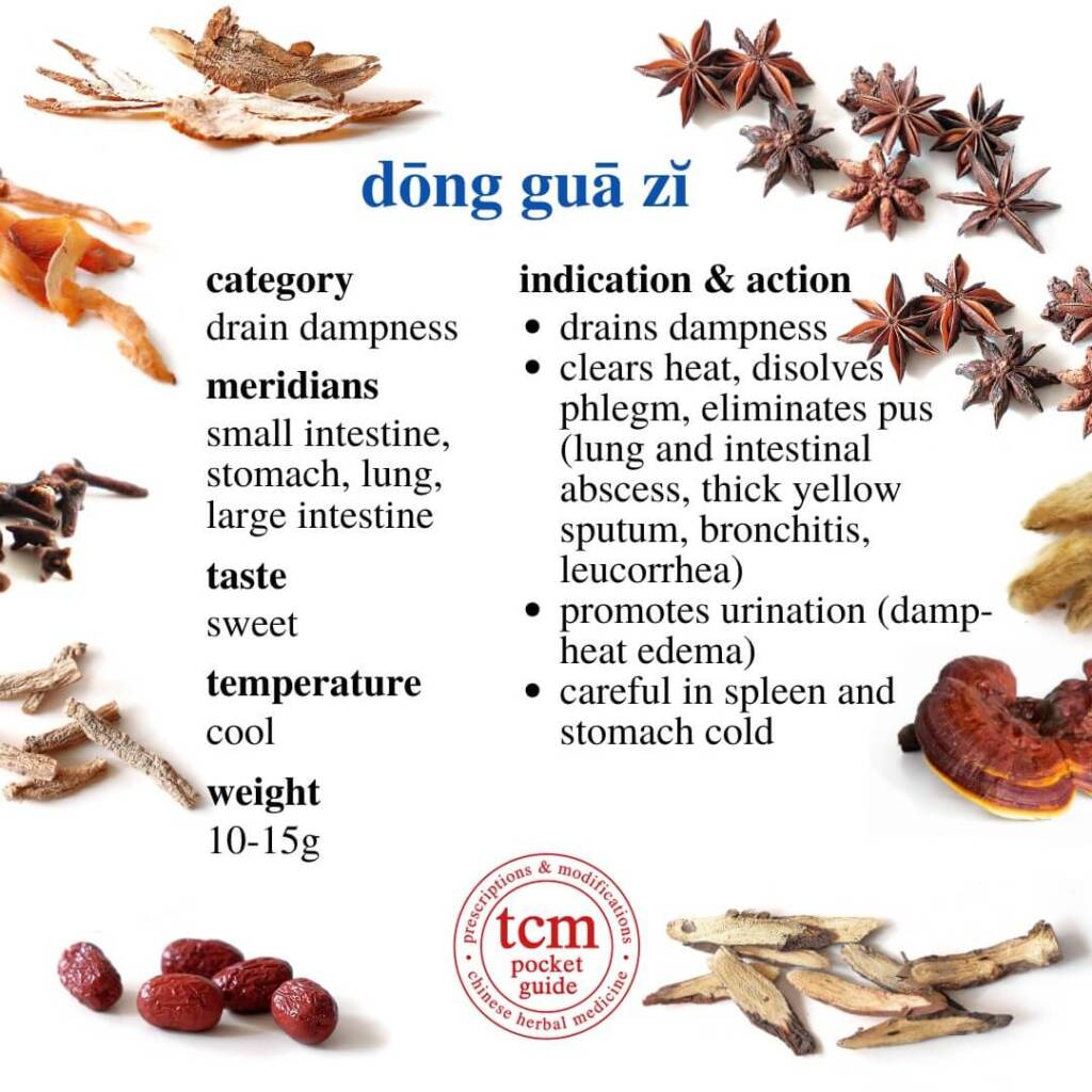 dong gua zi indication action