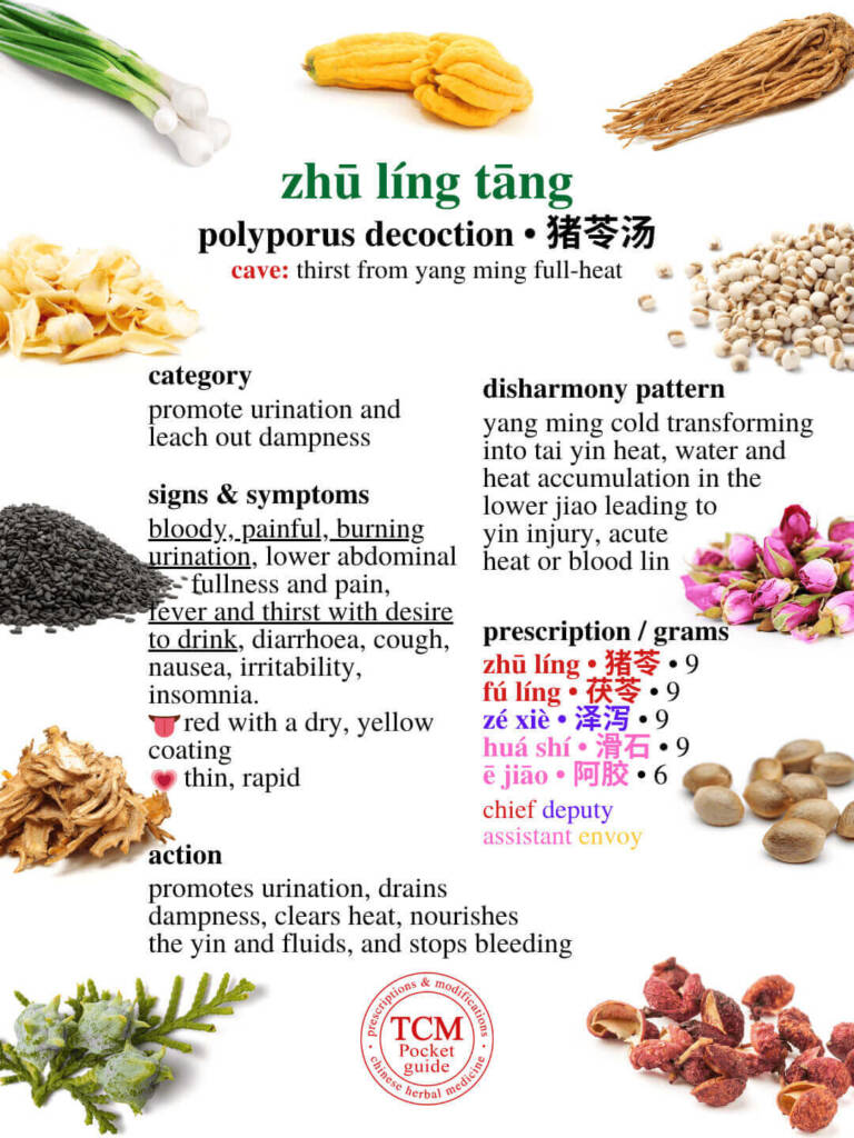 zhu ling tang prescription - tcm pocketguide