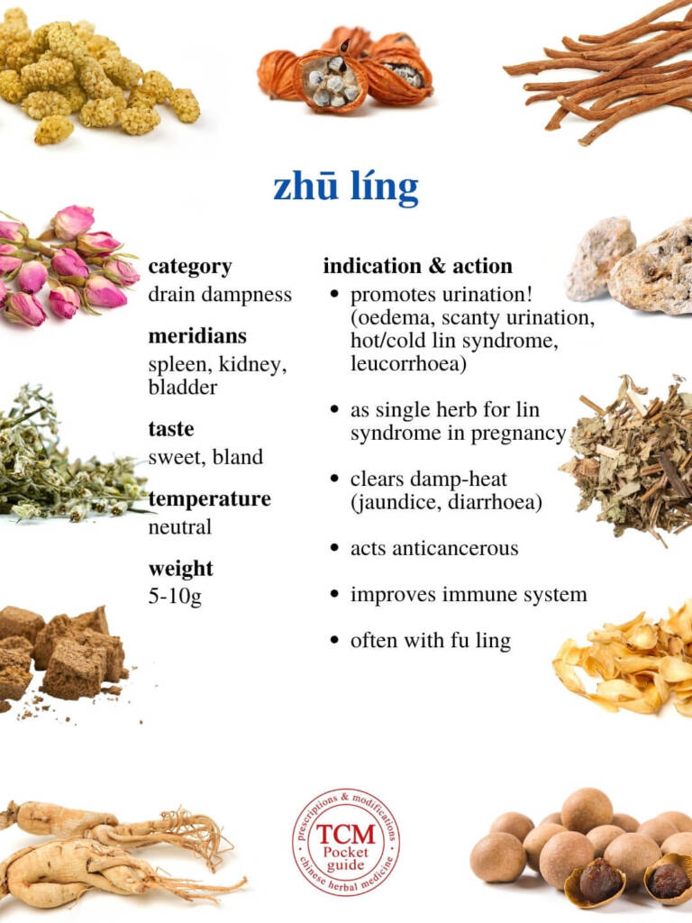 zhu ling indication action